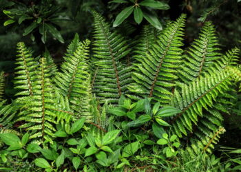 As plantas que estão melhorando a decoração dos lares