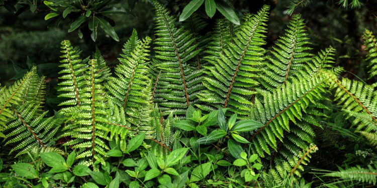 As plantas que estão melhorando a decoração dos lares