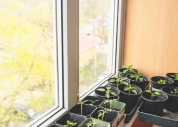 As 3 plantas ideais para ambientes pequenos e aconchegantes