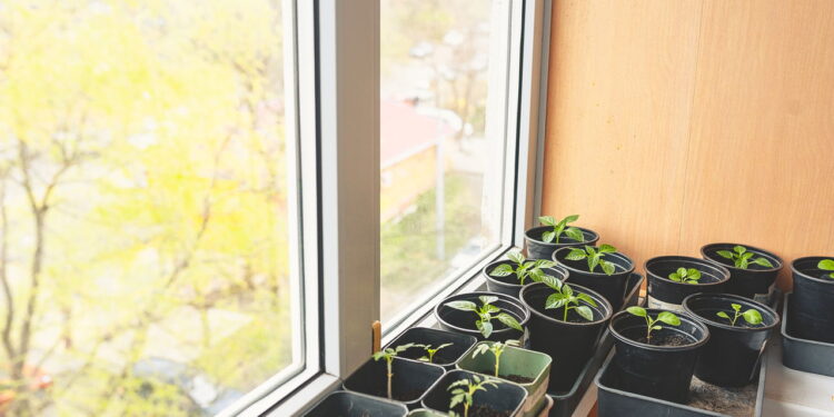 As 3 plantas ideais para ambientes pequenos e aconchegantes