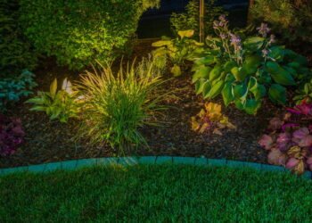 As 4 melhores plantas para ambientes com ar frio e seco da sua casa