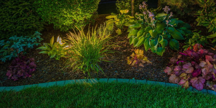 As 4 melhores plantas para ambientes com ar frio e seco da sua casa