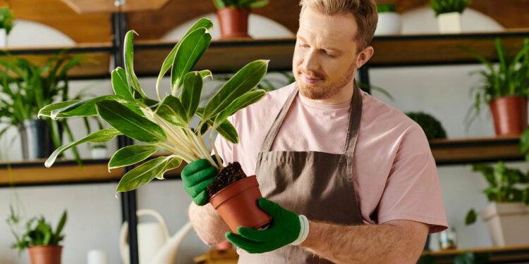 As 6 plantas que purificam o ar e renovam seu espaço individual!