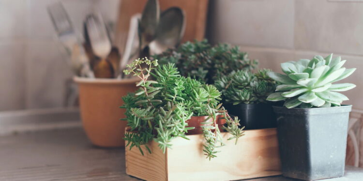 Transforme sua cozinha com 8 plantas que prosperam na umidade!