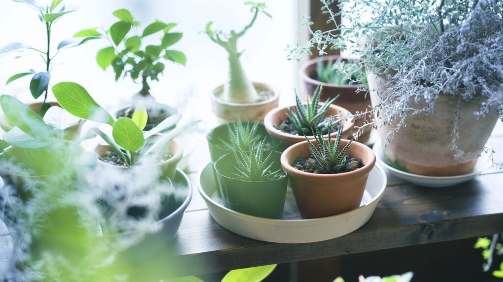 As 5 plantas que ajudam a melhorar o foco e a concentração!