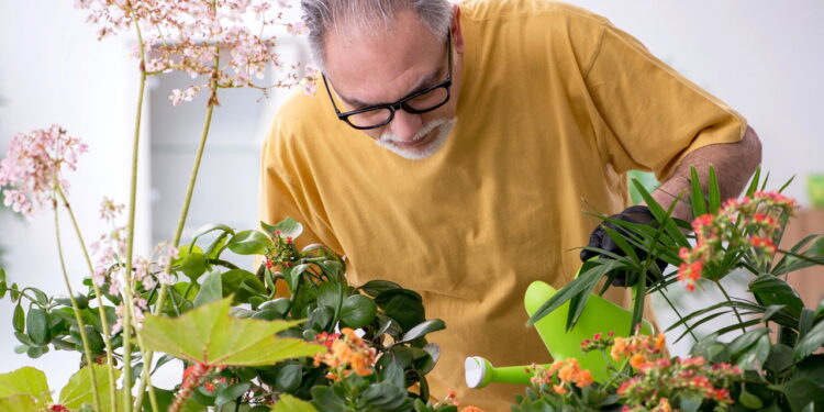 As 5 plantas ideais para quem deseja aumentar a umidade e melhorar o ar em casa