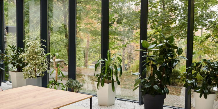 As 6 melhores plantas que transformam seu espaço e purificam o ar!