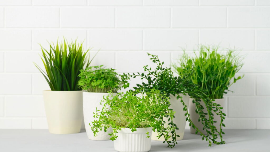 As 6 melhores plantas que transformam seu espaço e purificam o ar!