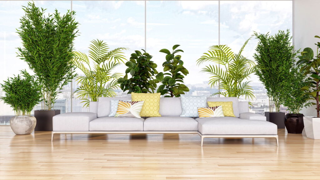 As 5 plantas perfeitas para ambientes com baixa luz e pouco presença do sol!