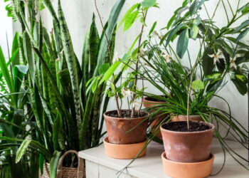 As 3 plantas que prosperam em ambientes úmidos e frescos