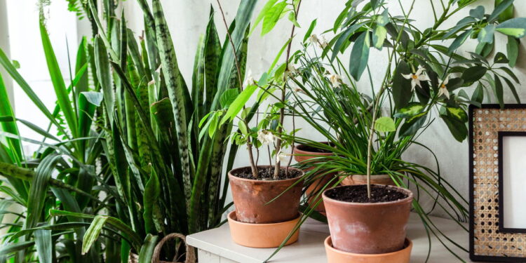 As 3 plantas que prosperam em ambientes úmidos e frescos