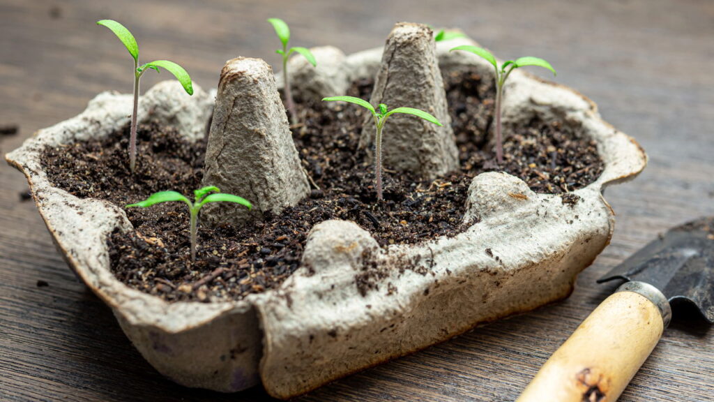 As 3 plantas que prosperam em ambientes úmidos e frescos