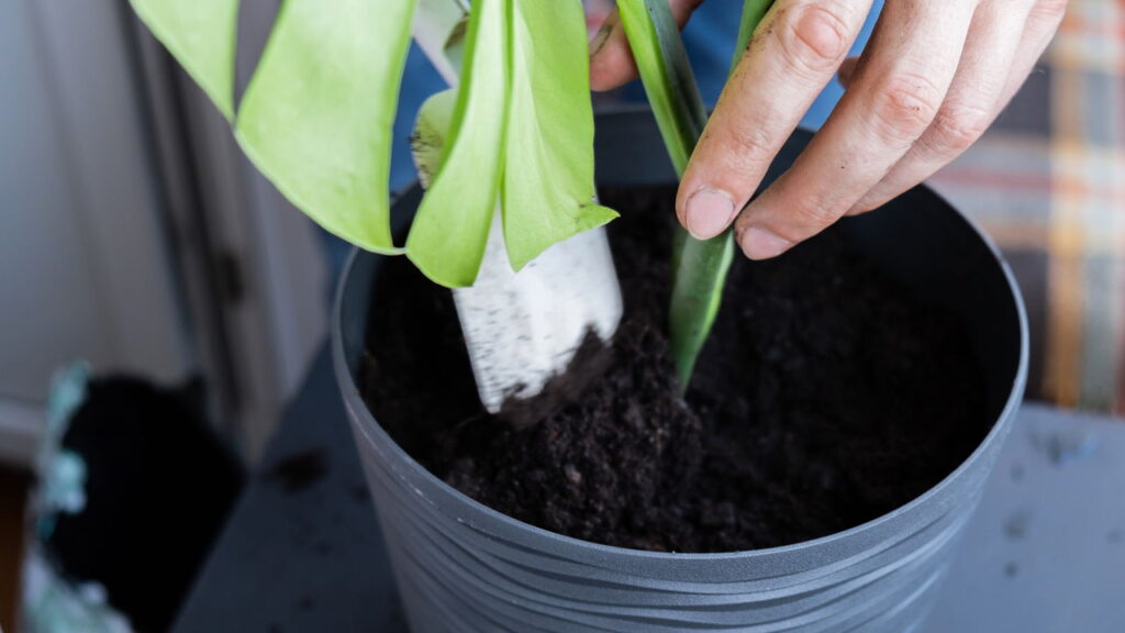 As 3 plantas que prosperam em ambientes úmidos e frescos
