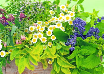 As 7 plantas medicinais que todo mundo deveria conhecer