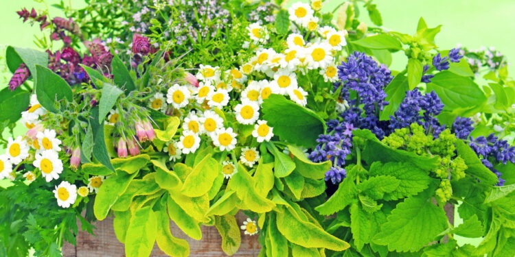 As 7 plantas medicinais que todo mundo deveria conhecer