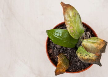 O que significa quando as folhas da planta ficam com pontas queimadas?