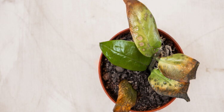 O que significa quando as folhas da planta ficam com pontas queimadas?