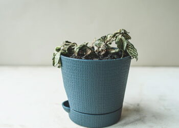 Nem borrifar água, nem sol direto: truque que recupera plantas murchas