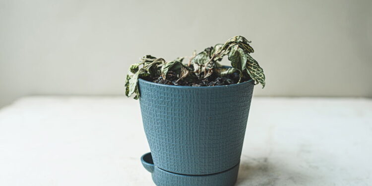 Nem borrifar água, nem sol direto: truque que recupera plantas murchas