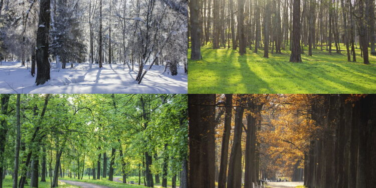 Plantas que simbolizam cada estação e como elas refletem a natureza