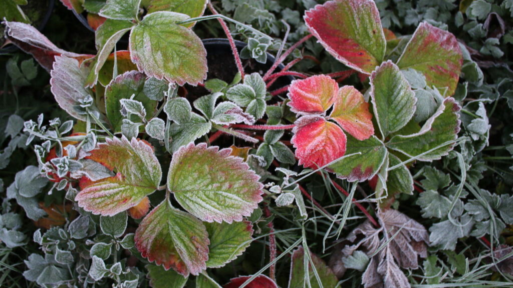 As 4 plantas que florescem na estação mais fria do ano!