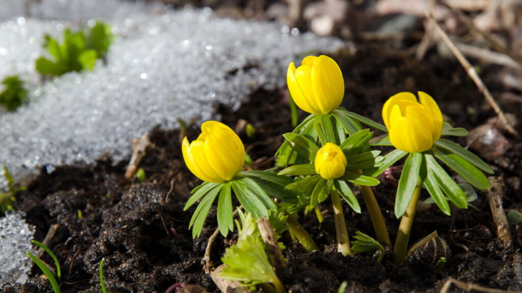 As 4 plantas que florescem na estação mais fria do ano!