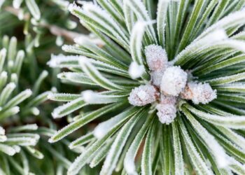 As 4 plantas que florescem de forma única na estação mais fria do ano!