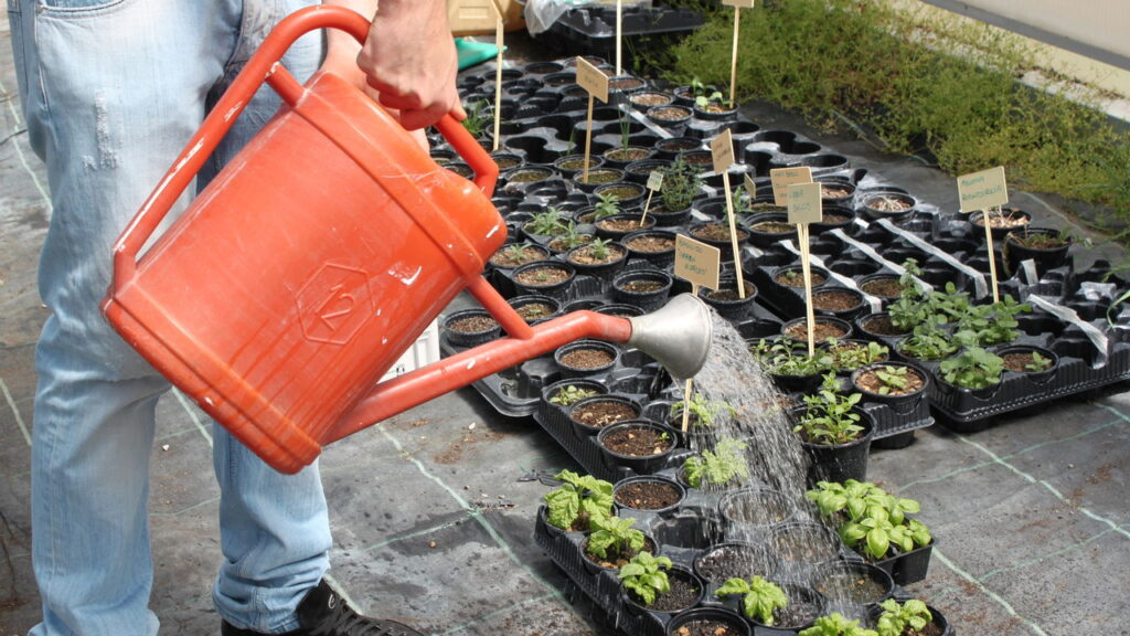 As 4 plantas que florescem de forma única na estação mais fria do ano!