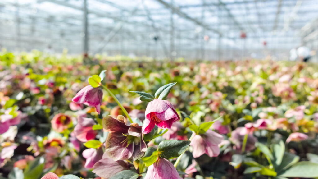 As 4 plantas que florescem de forma única na estação mais fria do ano!