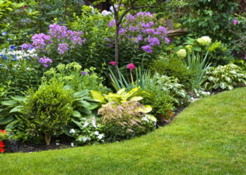 As 3 plantas ideais para ambientes externos e expostos ao sol