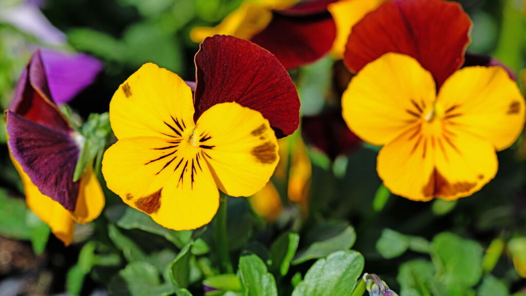 O segredo sobre as hortênsias que está fazendo jardineiros se assustarem