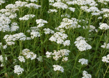 As 3 plantas que florescem com delicadeza na estação mais fria do ano