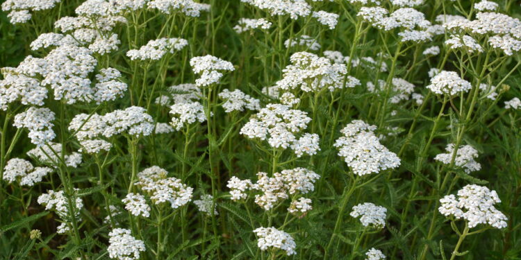 As 3 plantas que florescem com delicadeza na estação mais fria do ano