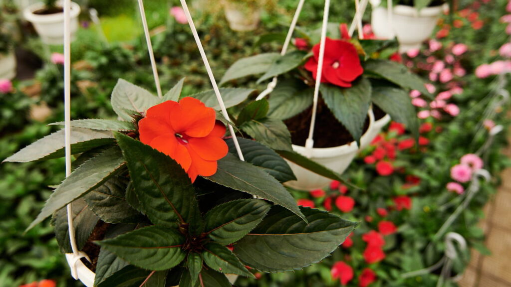 As 3 plantas que florescem com delicadeza na estação mais fria do ano