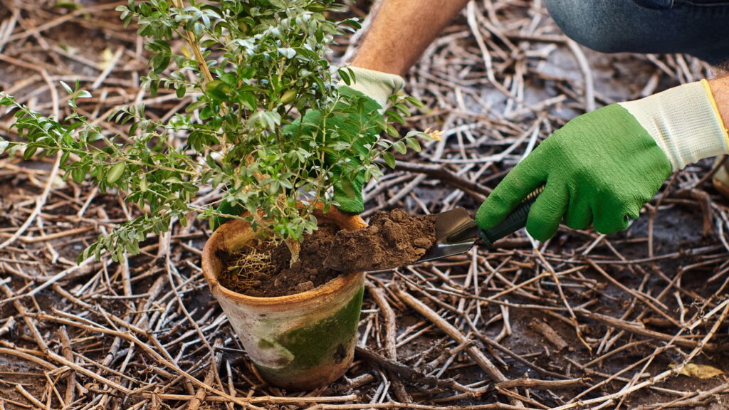 O melhor guia de adubação para deixar suas plantas mais saudáveis