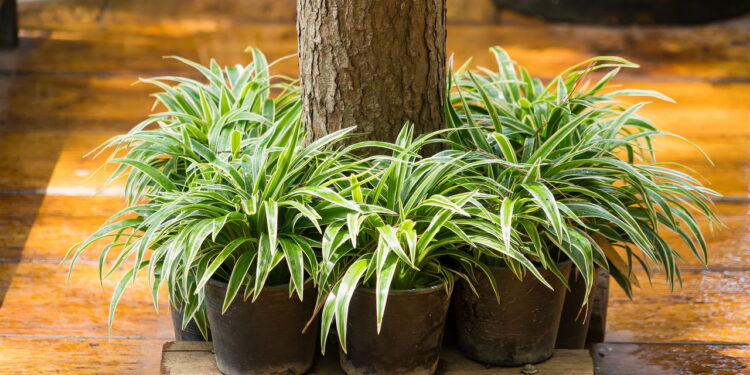 O fertilizante natural mais promissor da agricultura moderna