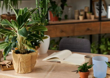 Nem fertilizantes químicos, nem fertilizantes minerais: 3 ingredientes que vão deixar suas plantas lindas