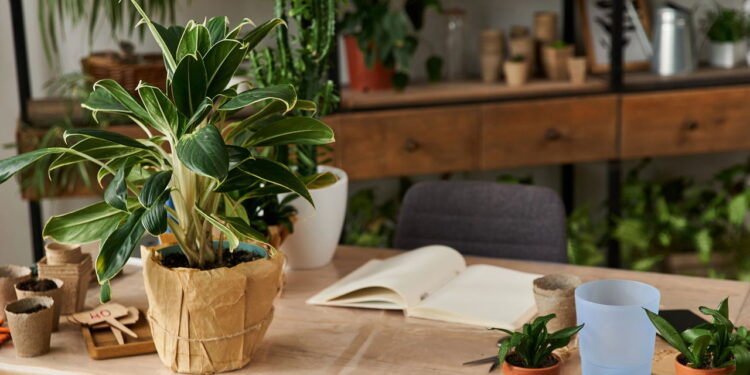 Nem fertilizantes químicos, nem fertilizantes minerais: 3 ingredientes que vão deixar suas plantas lindas