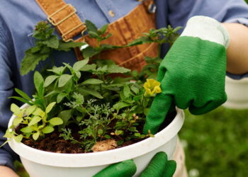 As 3 plantas sazonais que transformam seu jardim de primavera a verão