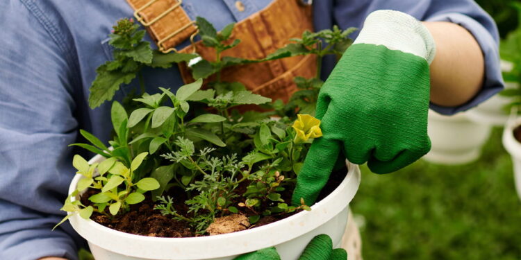 As 3 plantas sazonais que transformam seu jardim de primavera a verão