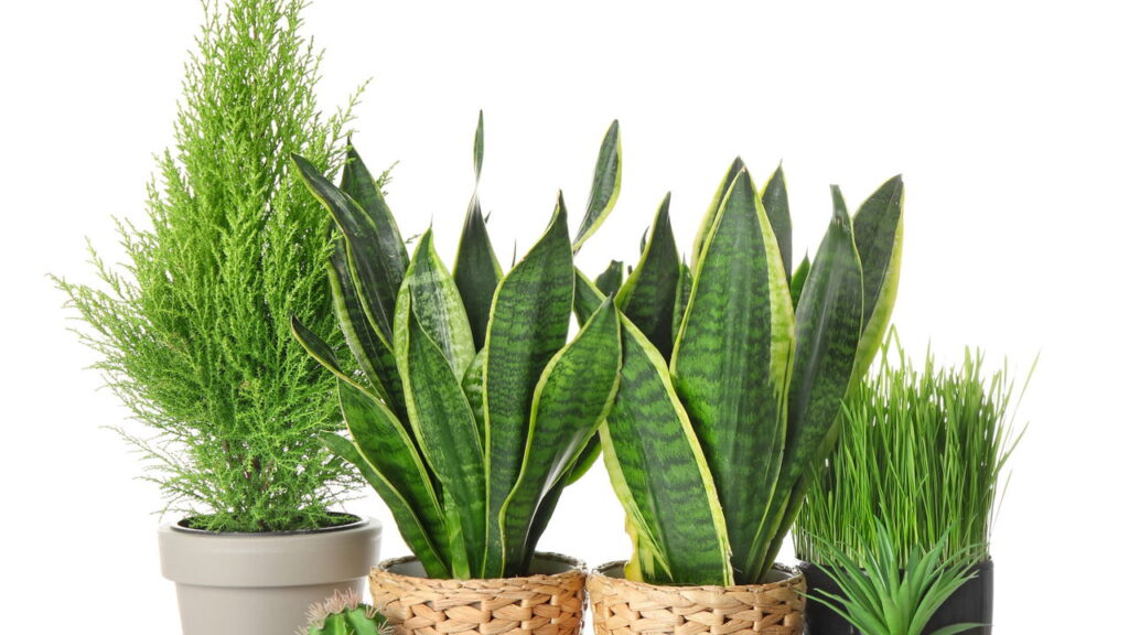 As 6 plantas sazonais que florescem com toda sua beleza em cada estação