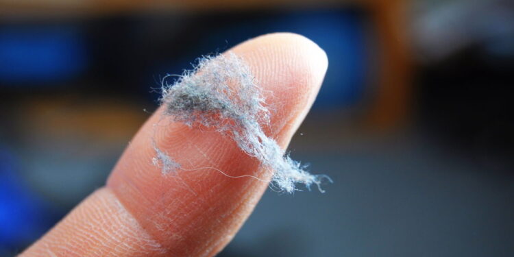 As 3 plantas que diminuem a poeira em casa