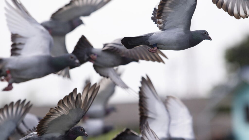 O melhor truque caseiro para espantar pombos do telhado ou do jardim