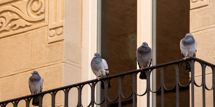 Essa planta perfumada ajuda a afastar pombos da sacada