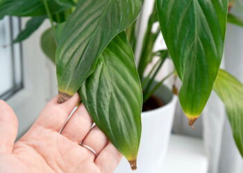 O que significam folhas com pontas marrons, segundo especialistas