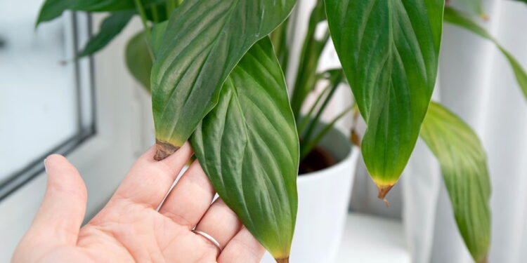 O que significam folhas com pontas marrons, segundo especialistas