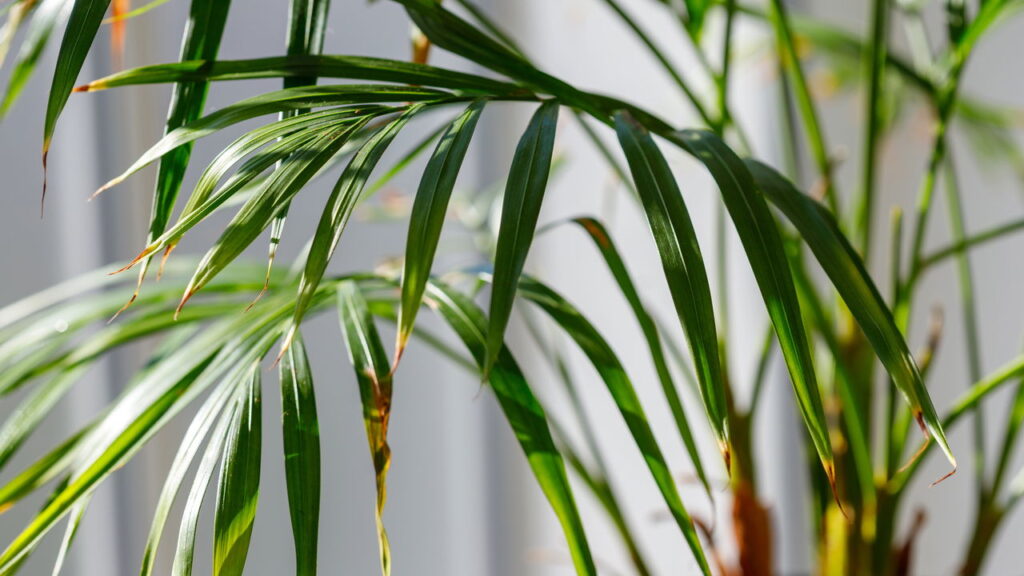 O que significam folhas com pontas marrons, segundo especialistas