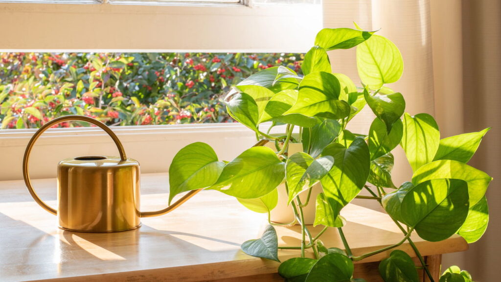 3 plantas que sobrevivem com pouca ventilação