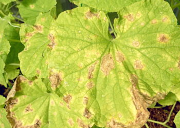 Alternativa ecológica que reduz a necessidade de defensivos químicos