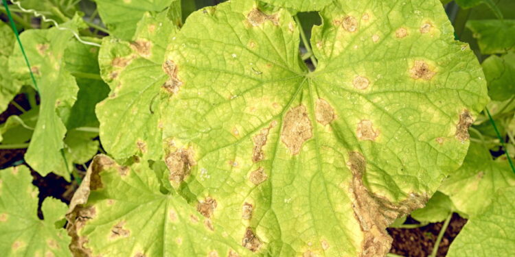 Alternativa ecológica que reduz a necessidade de defensivos químicos